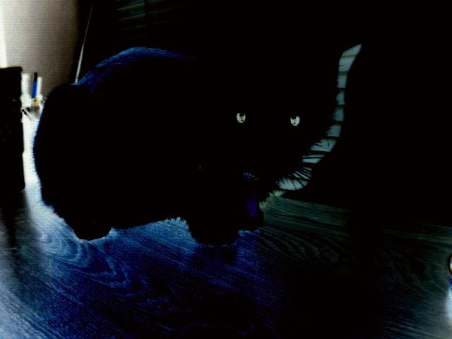 AlleyCat