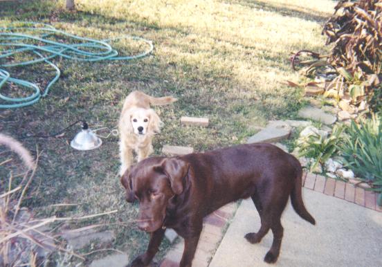 Rusty and Bandit
