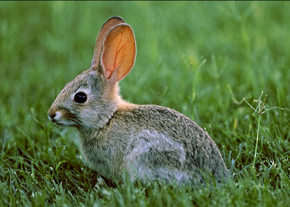 http://www.imperfectcreations.com/bunny.jpg