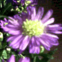 photo of flowers