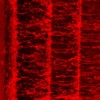 water blood
